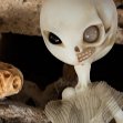 Tamikan Space One Little Scully of Sheshineru tint