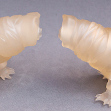 Tardigrades of special hazy and regular ClearlyRealistic tints