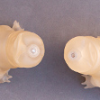 Tardigrades of regular and special hazy ClearlyRealistic tints