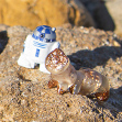 QuickBismuth Tardigrade and a TinyTardie on Tatooine